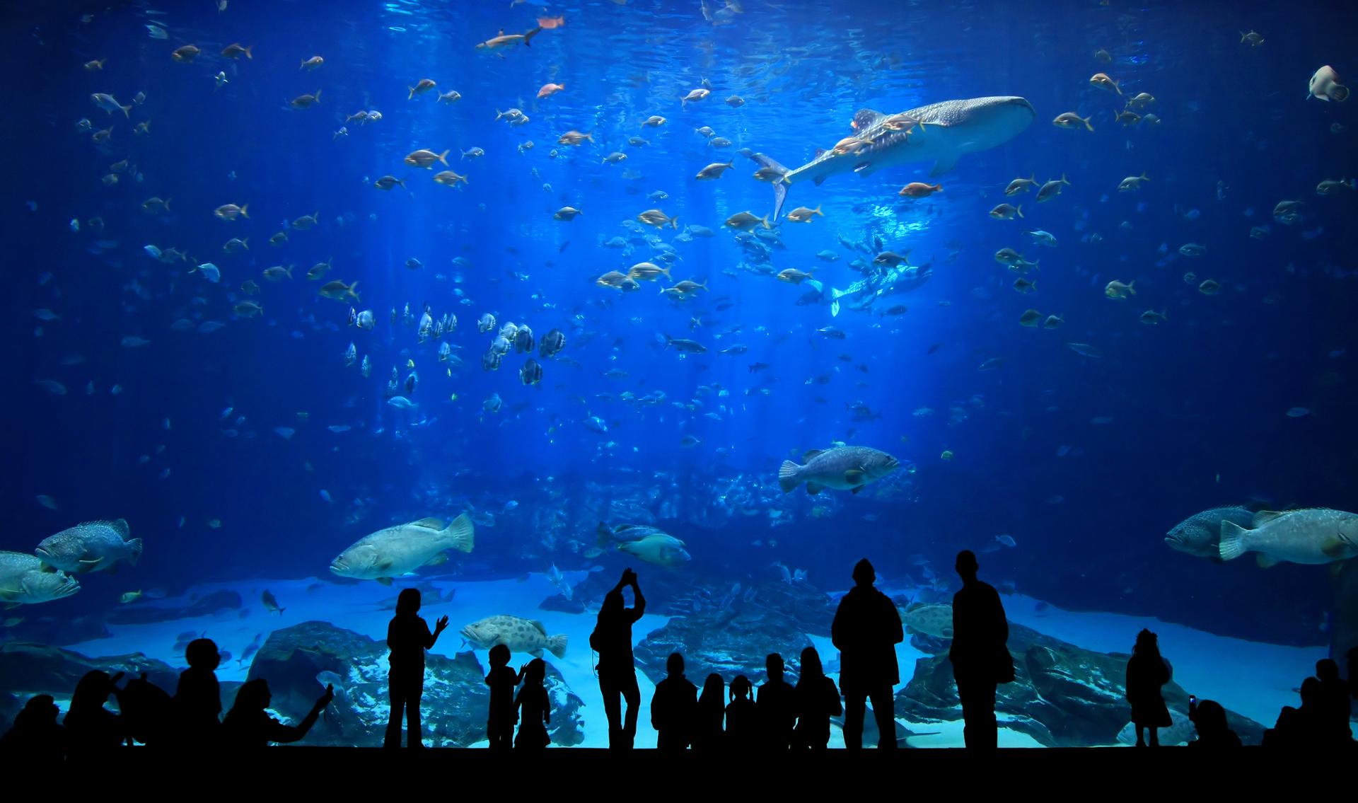 Boston aquarium.jpg